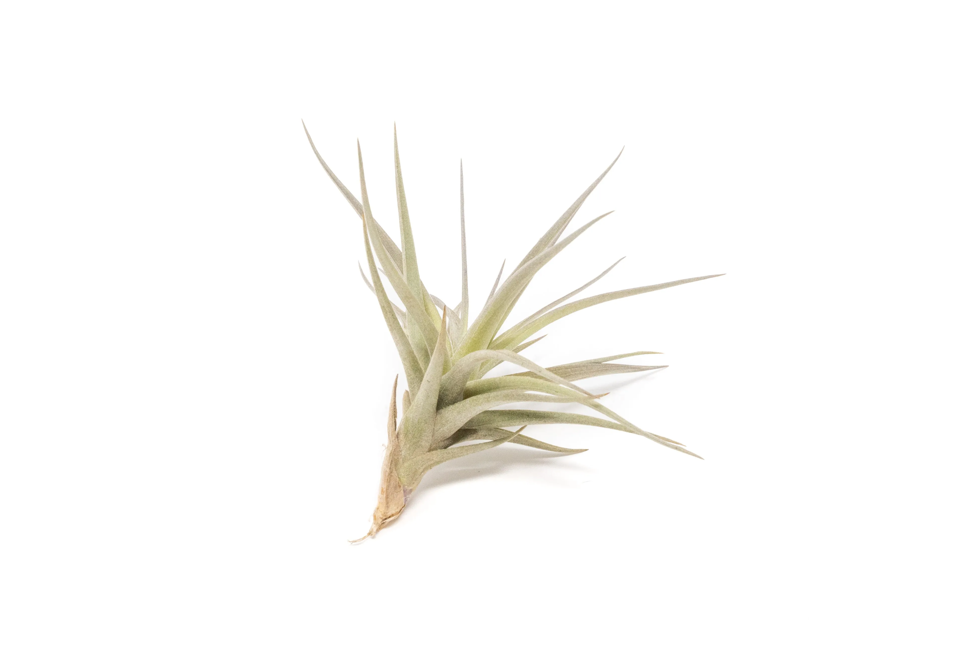 The Elegant Collection of Tillandsia Air Plants