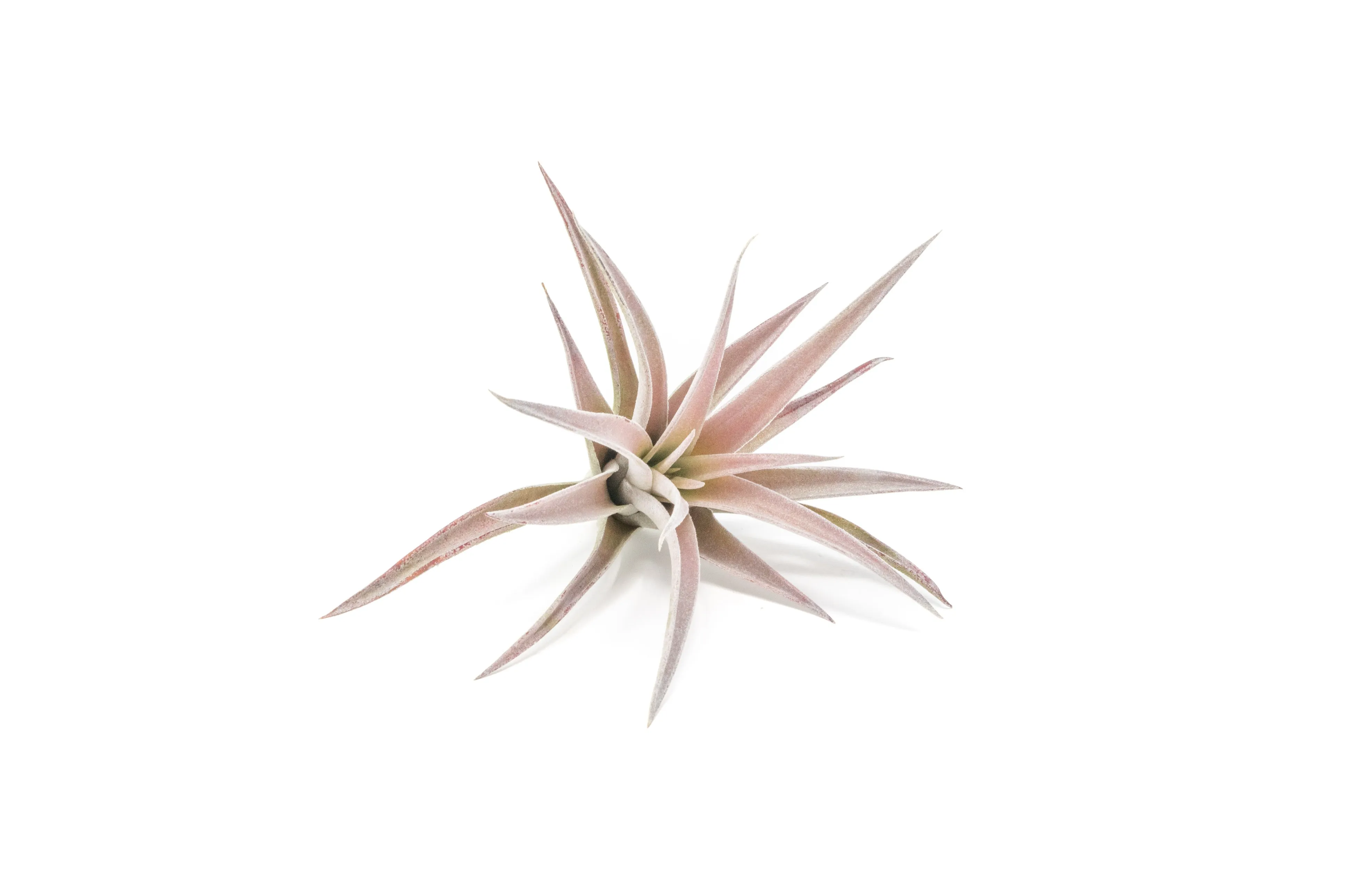 The Elegant Collection of Tillandsia Air Plants