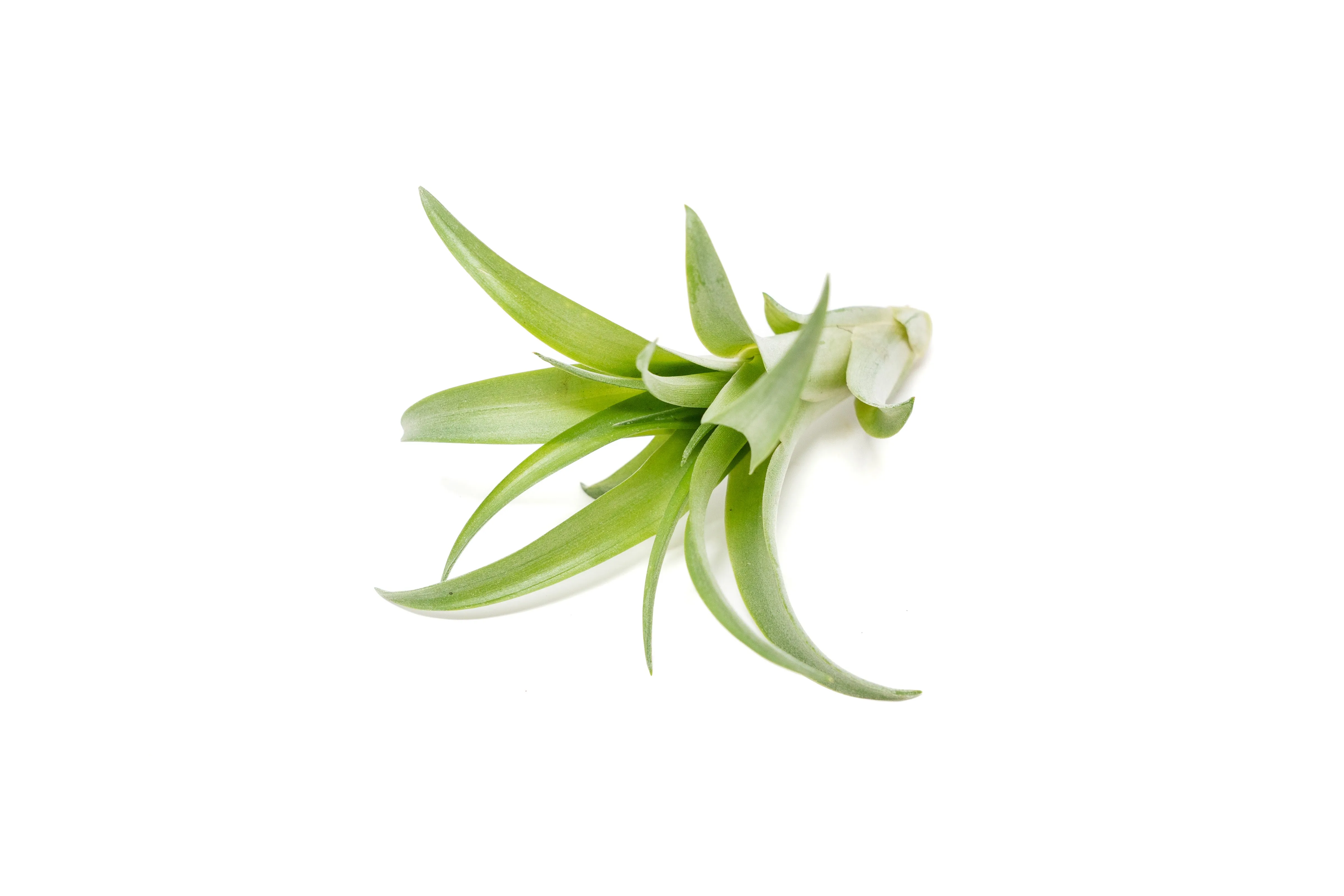 The Elegant Collection of Tillandsia Air Plants