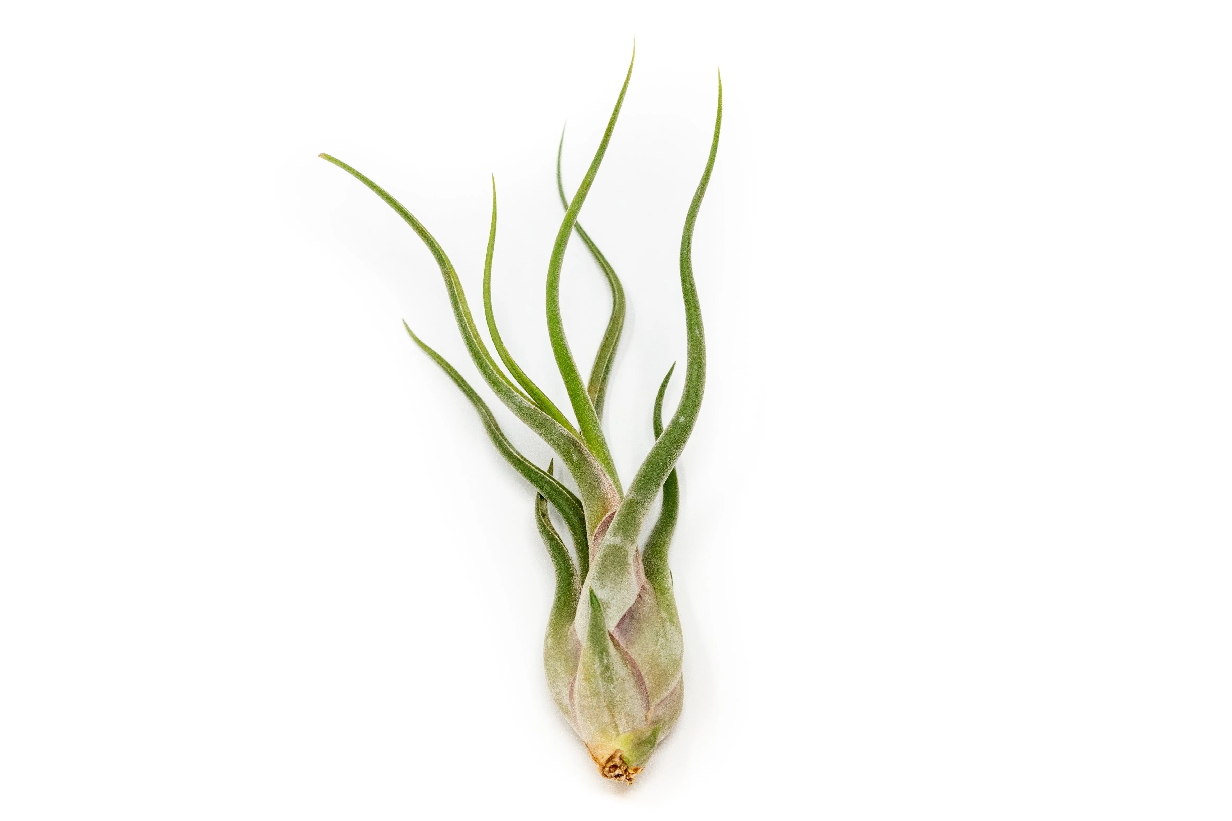 The Elegant Collection of Tillandsia Air Plants