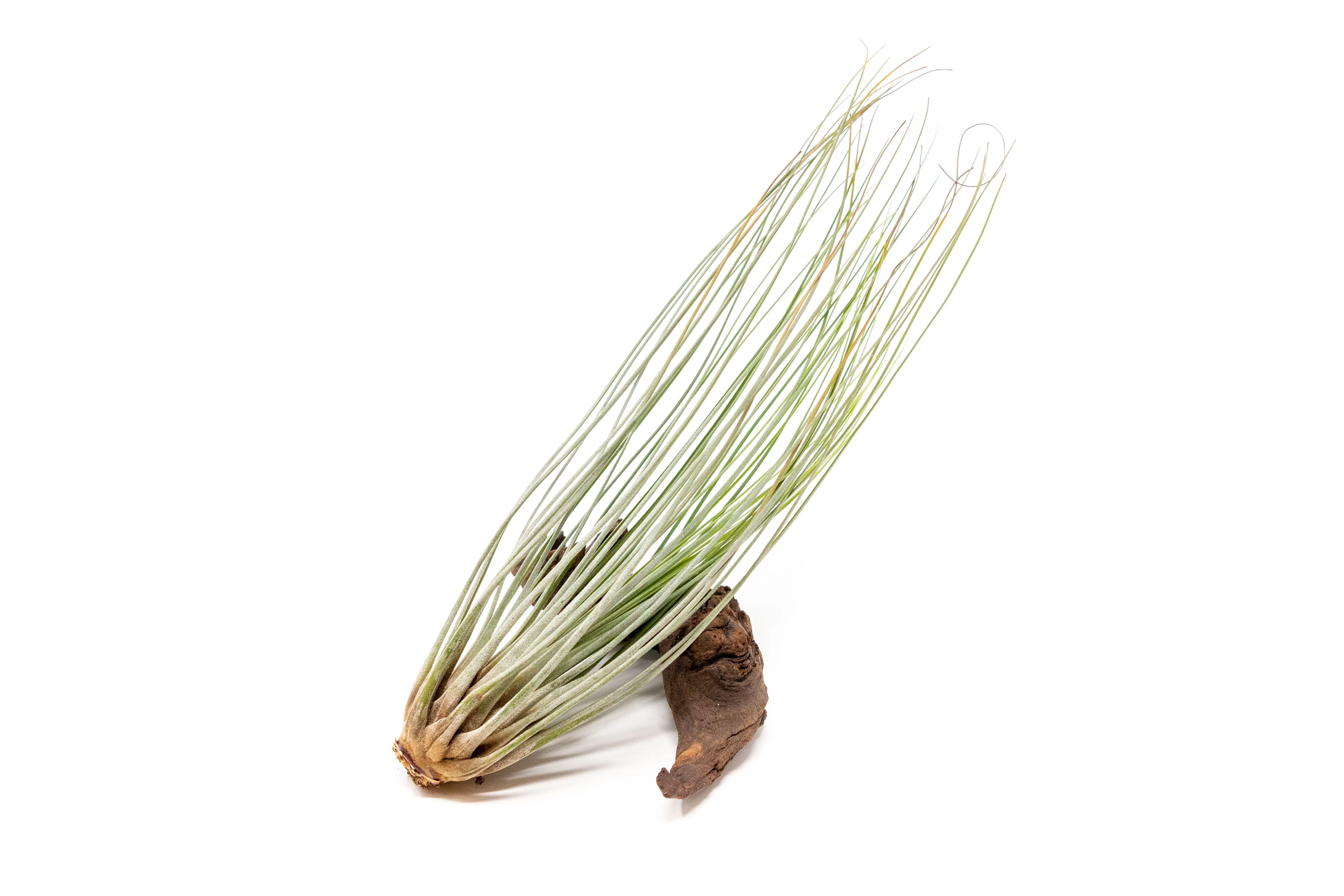 The Elegant Collection of Tillandsia Air Plants